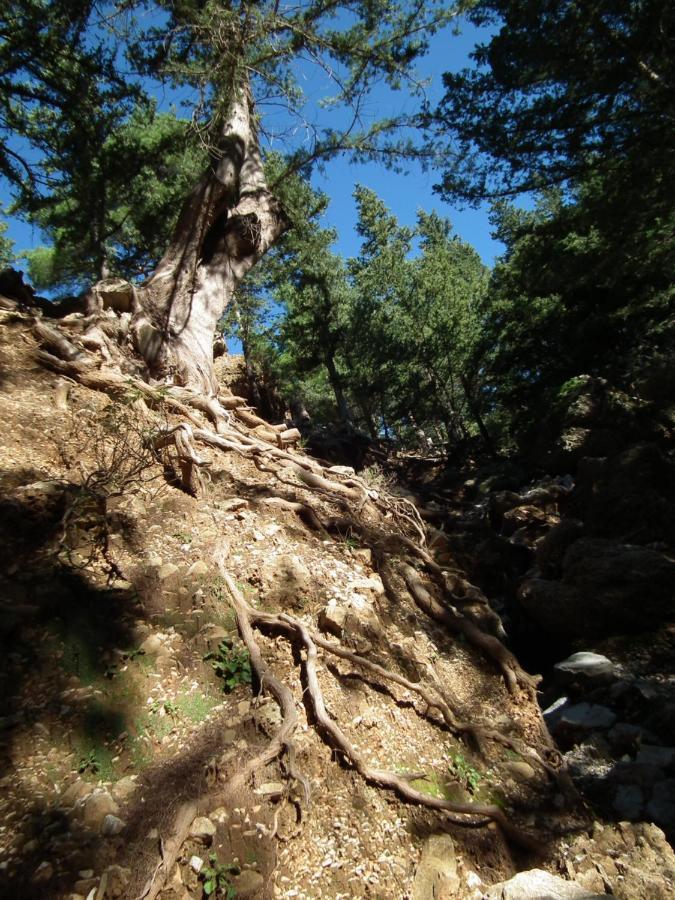 Echo Traditional House - ηχώ παραδοσιακό σπίτι Case de vacanță Émbonas